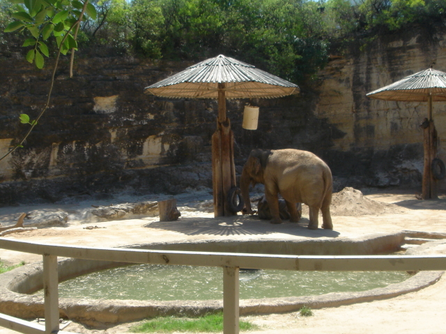 2006/04(Apr)/04(Zoo-Chance-Dax)/640x480_2006-04-08 14-21-05.JPG